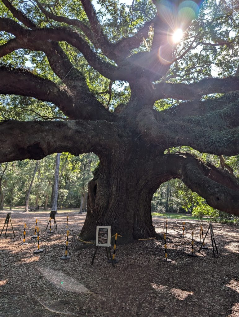 angel oak tree 2