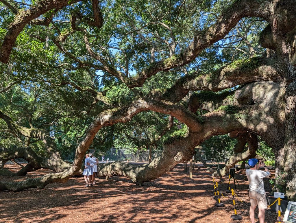 angle oak tree 1