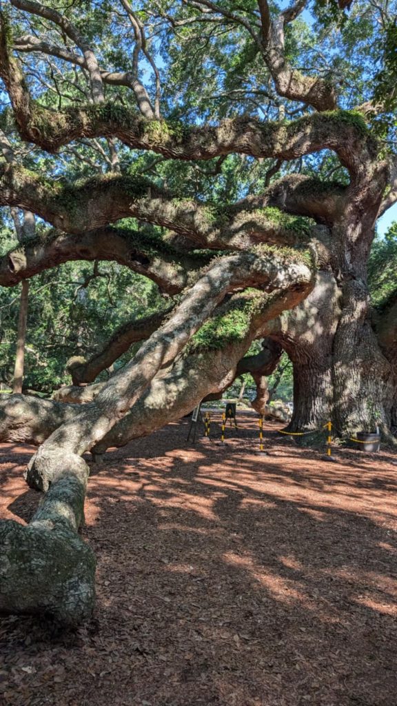 angle oak tree