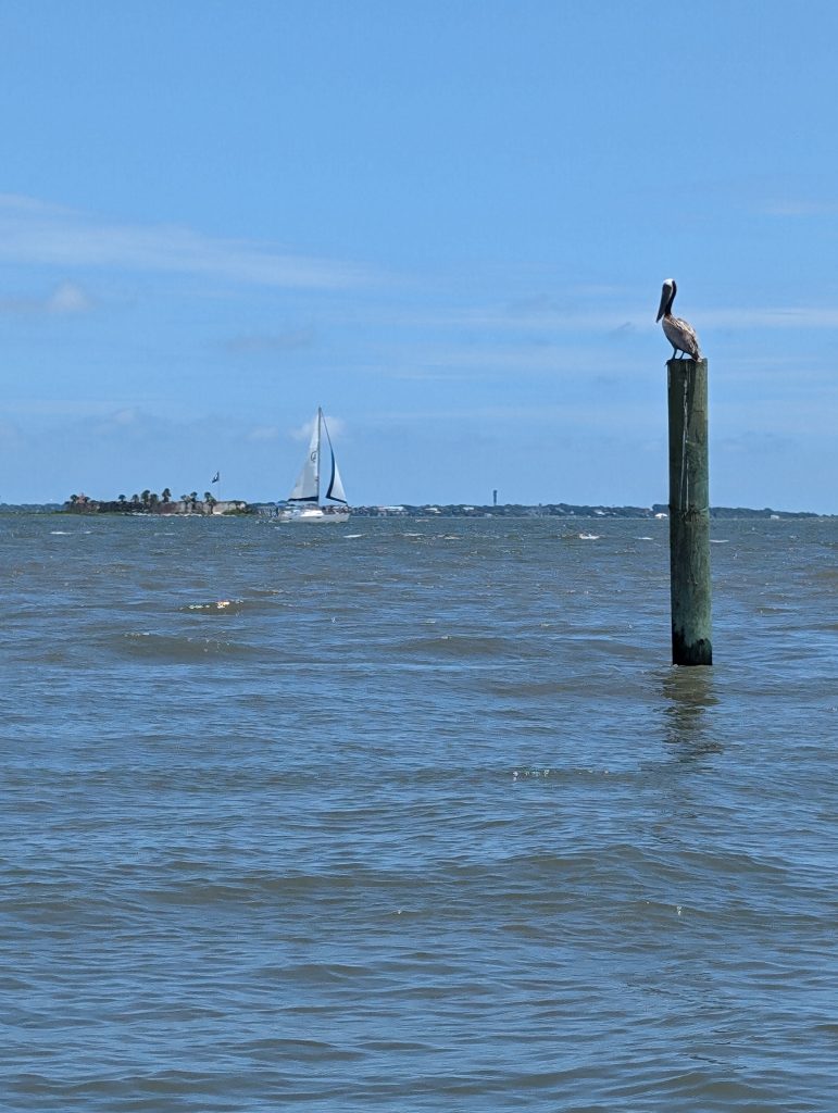 charleston ocean with pelican