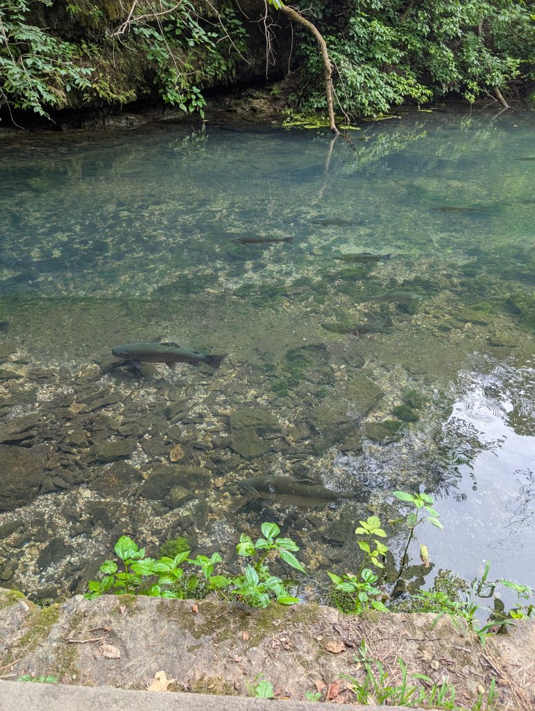 roaring river spring